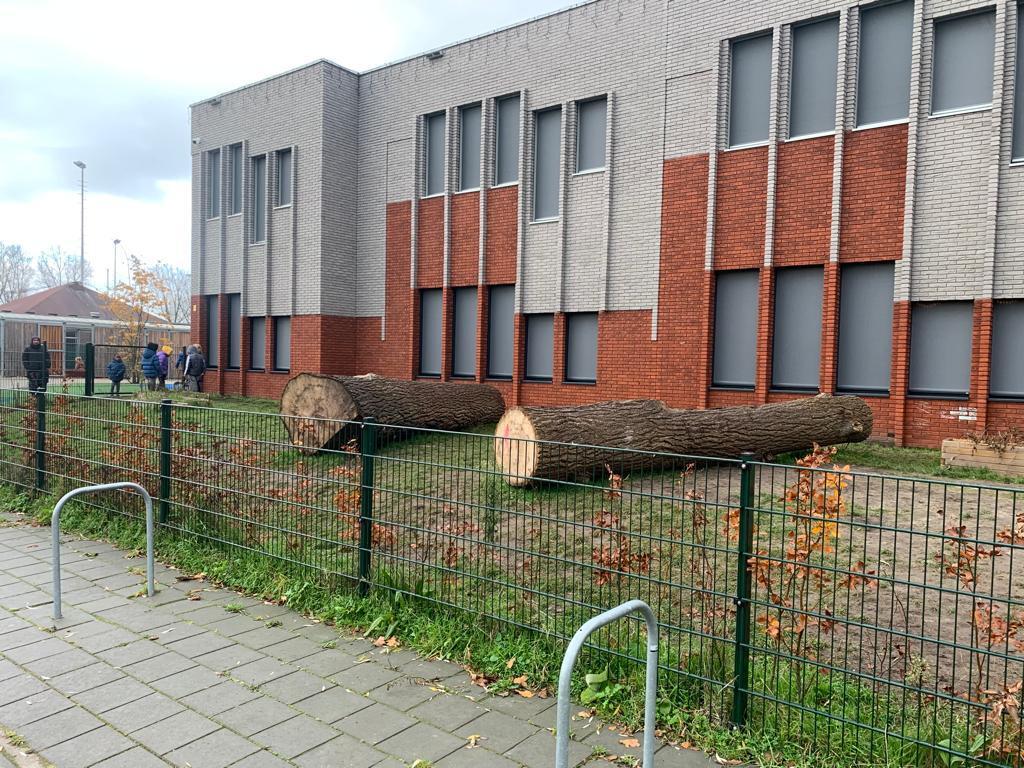 Basisschool de Hoeksteen waar twee gekapte bomen van de Thorbeckeweg liggen