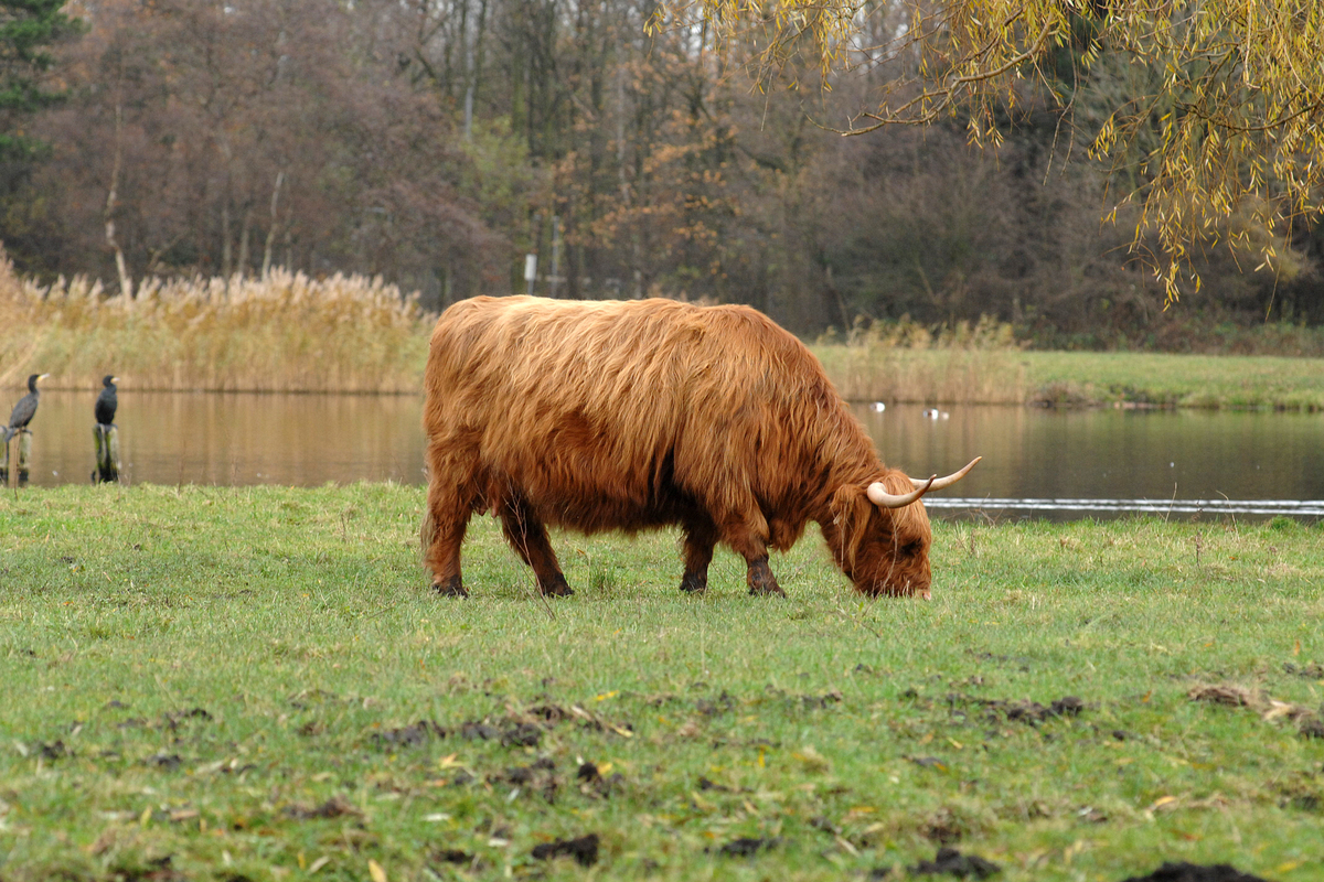 Foto van een hooglander in het Vijfhoekpark